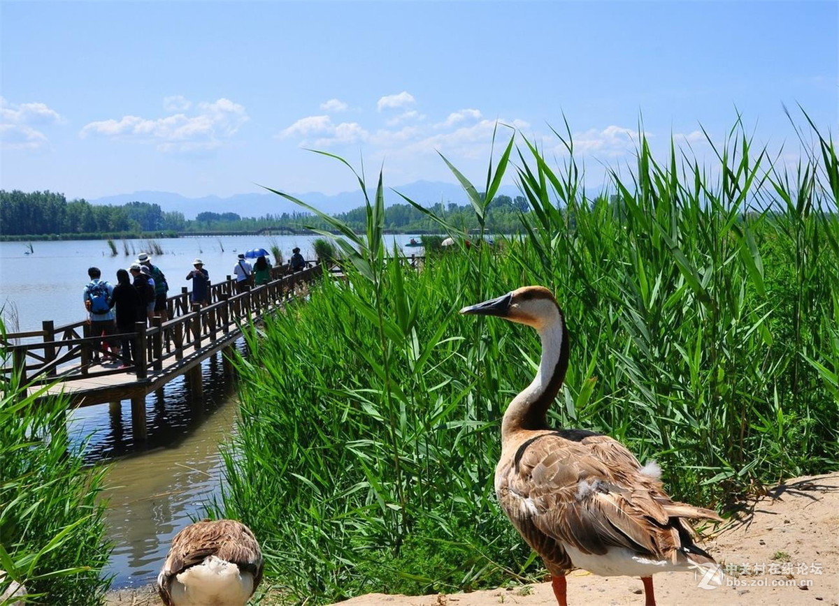 北京野鴨湖國家溼地公園