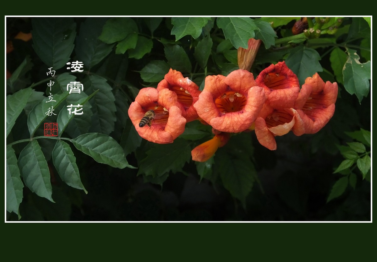 火红的凌霄花