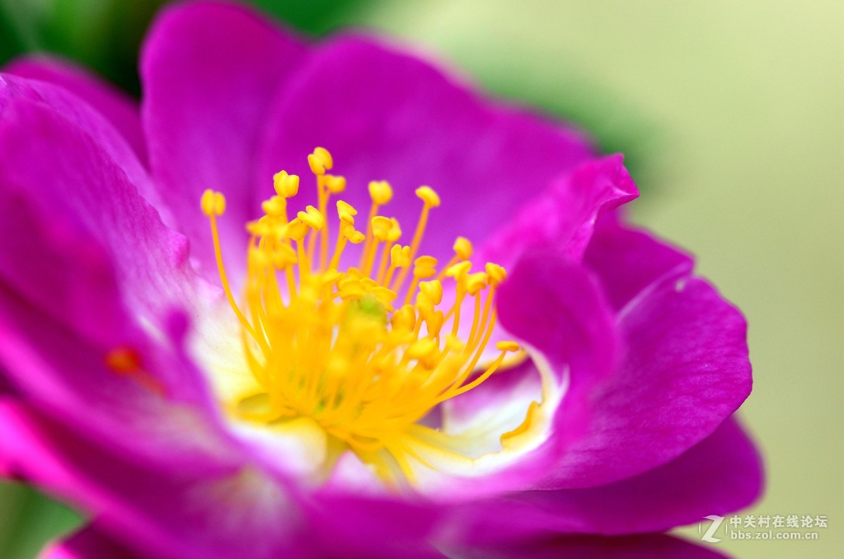 尼康70-300加近摄镜