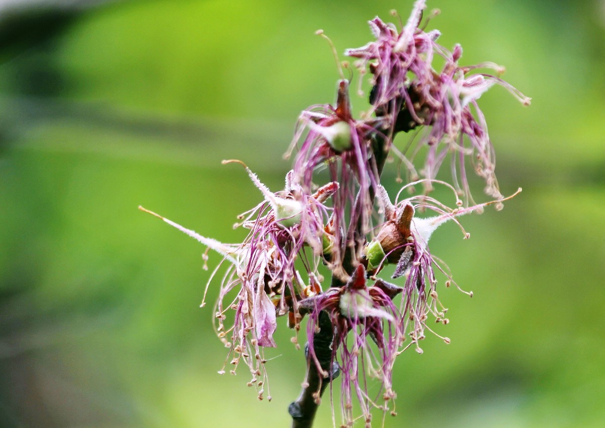 桃花凋谢后的幼果