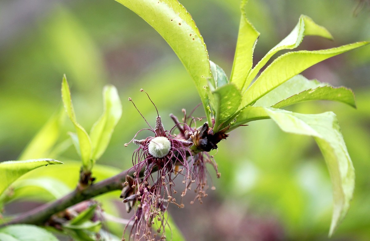 桃花凋谢后的幼果