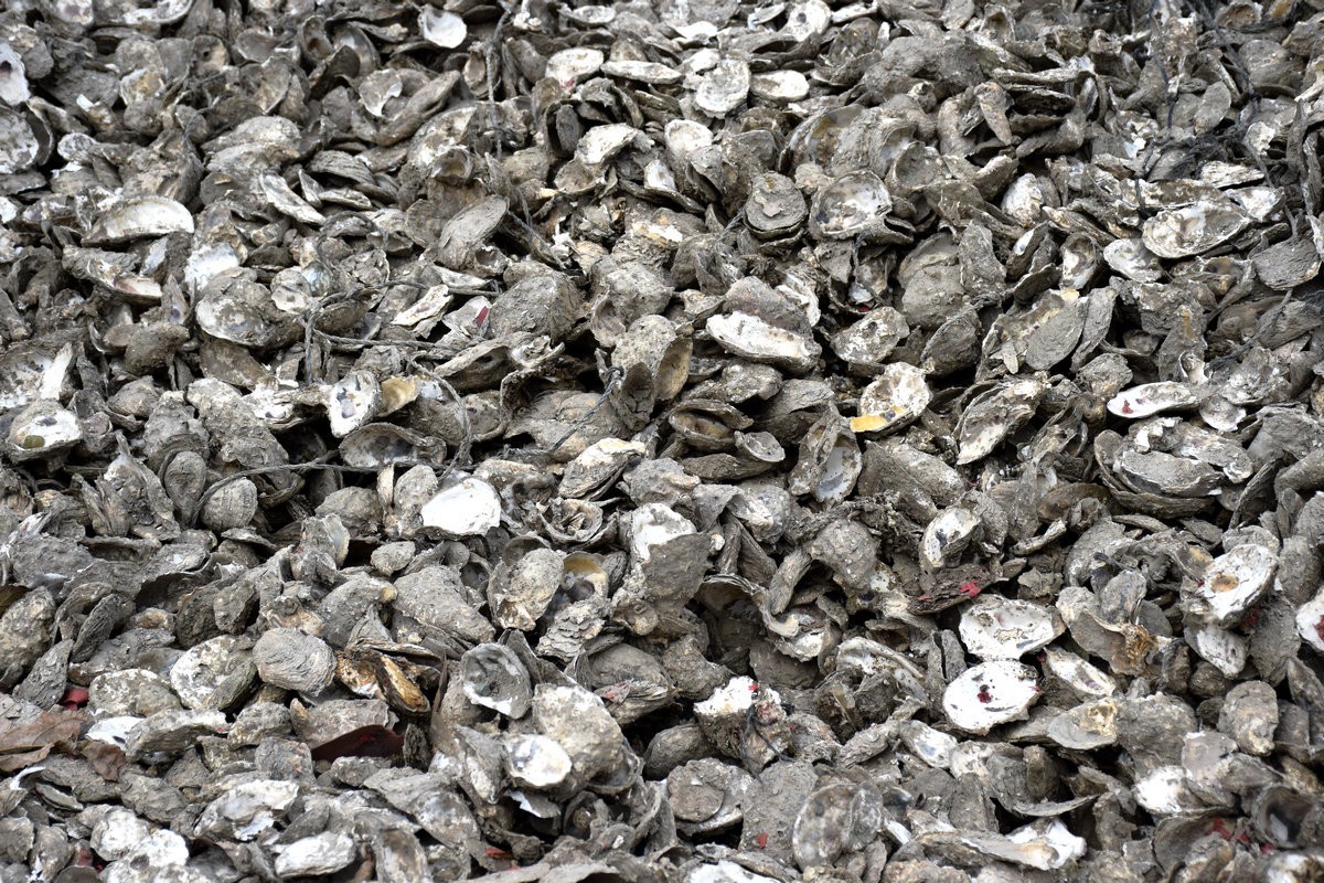 2018春节 闽粤赣（77）深澳湾的牡蛎