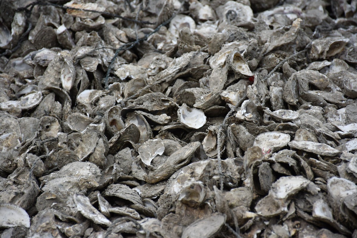 2018春节 闽粤赣（77）深澳湾的牡蛎