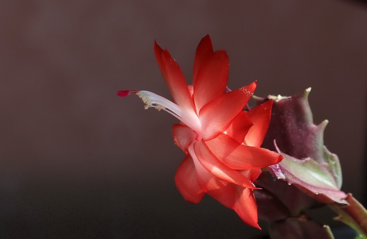 m5拍蟹爪花-中关村在线摄影论坛