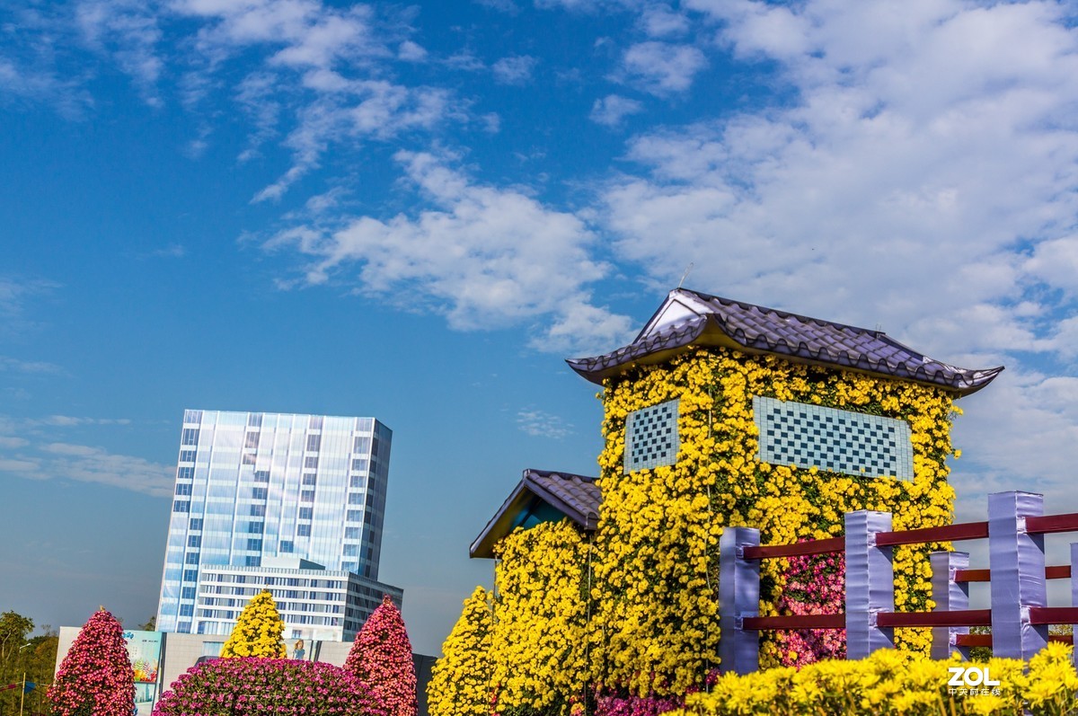 中山小榄之《菊花乐园》