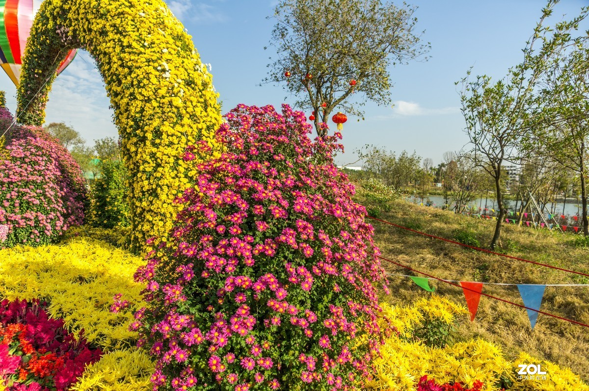 中山小榄之《菊花乐园》