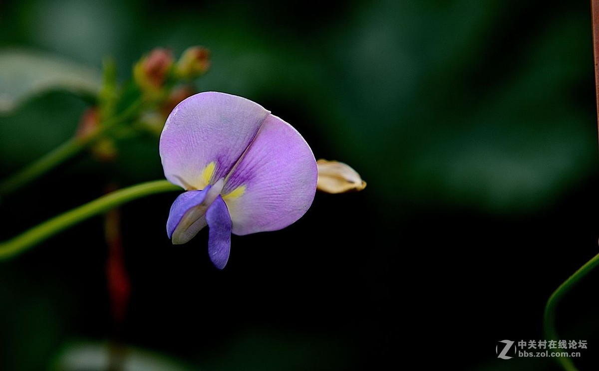 豆角花