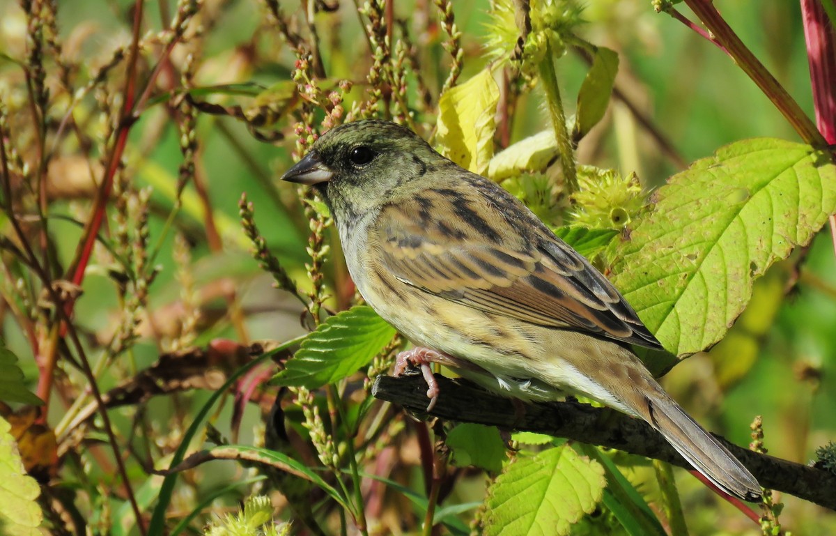 灰头鹀俗名愣头青