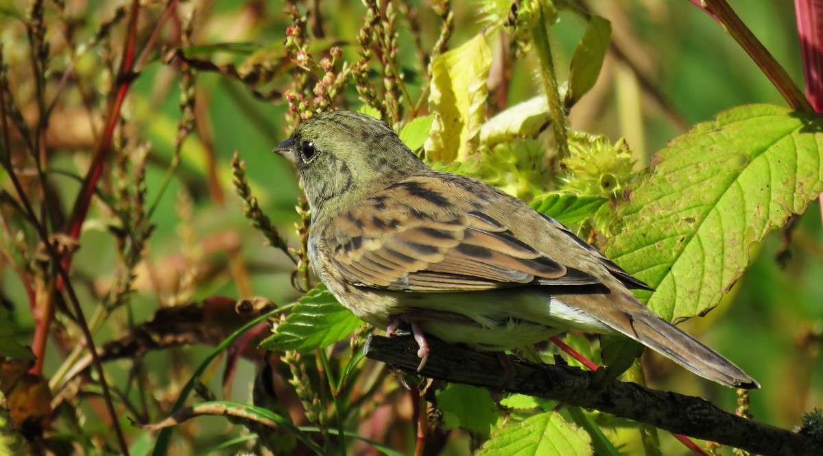 灰头鹀俗名愣头青