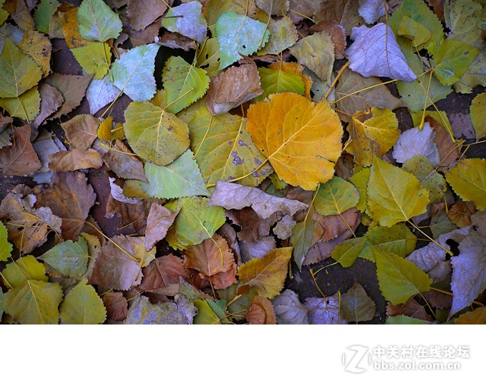今年的落叶很特别