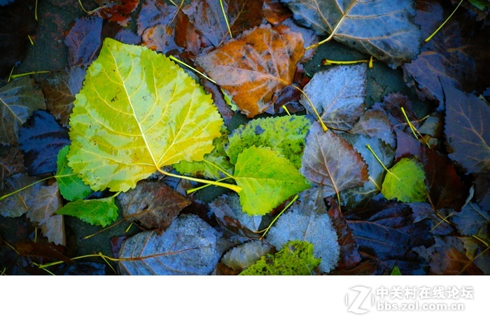 今年的落叶很特别