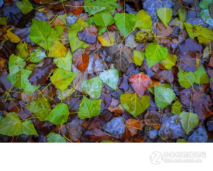 今年的落叶很特别