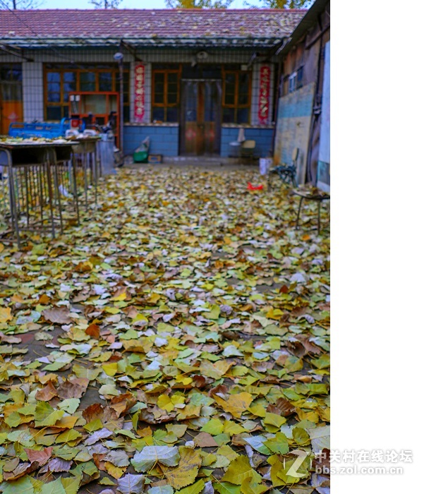 今年的落叶很特别