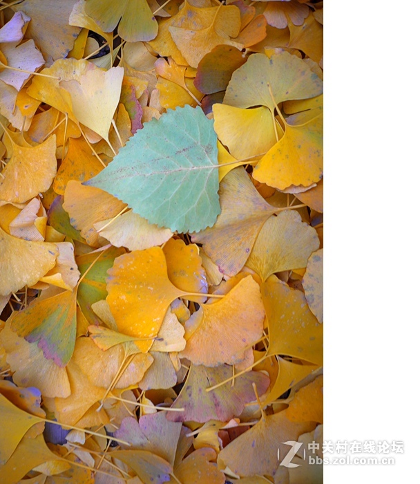 今年的落叶很特别