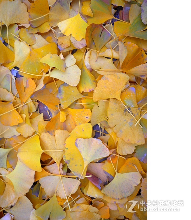 今年的落叶很特别