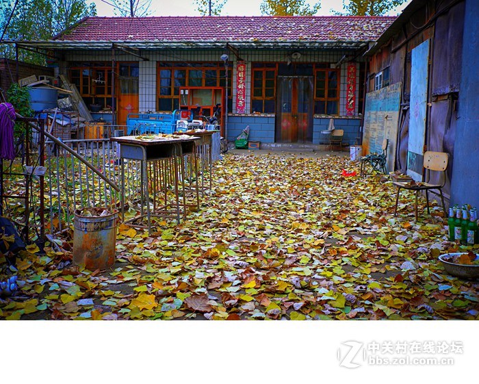 今年的落叶很特别