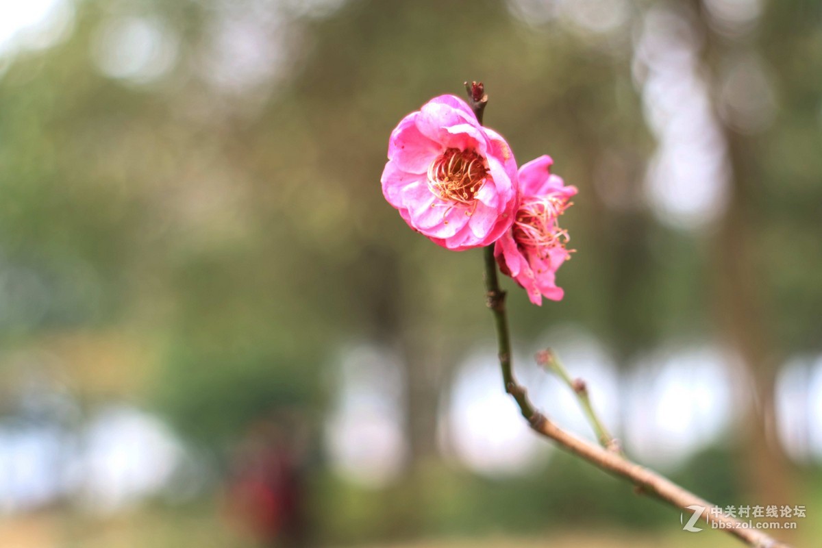 套机过年学习拍了几张