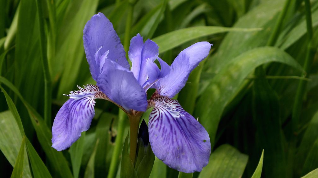 鳶尾花