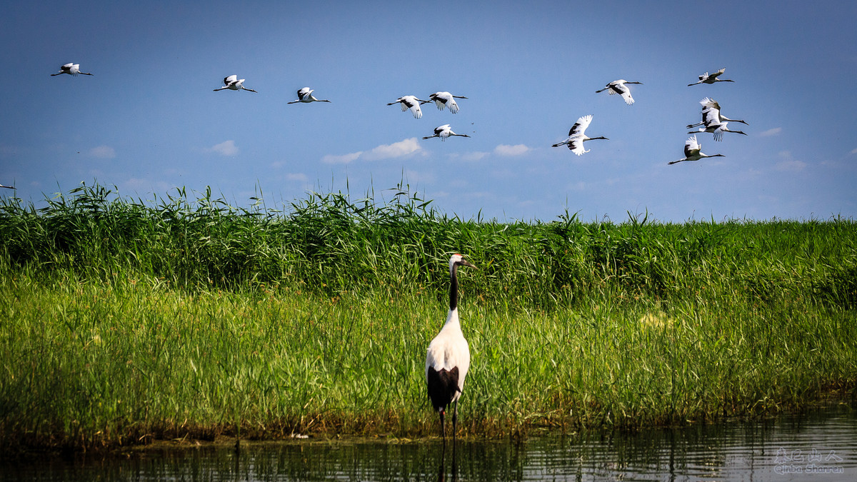 鹤舞青天——丹顶鹤