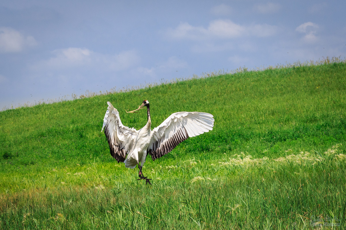 鹤舞青天——丹顶鹤