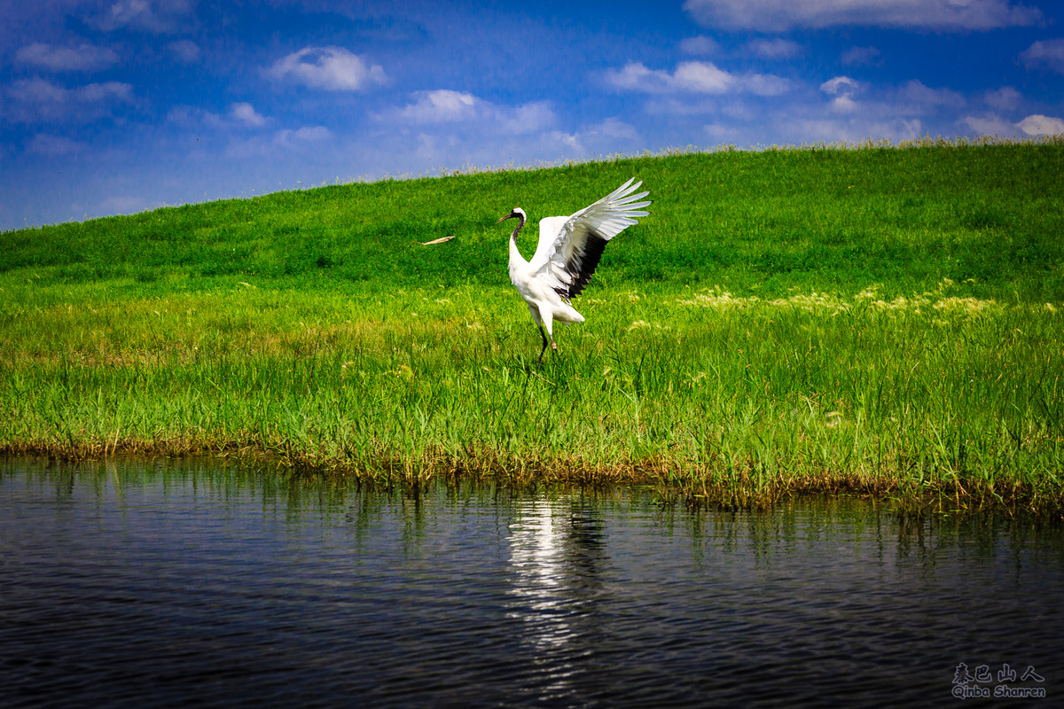 鹤舞青天——丹顶鹤