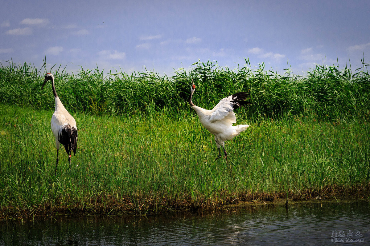 鹤舞青天——丹顶鹤