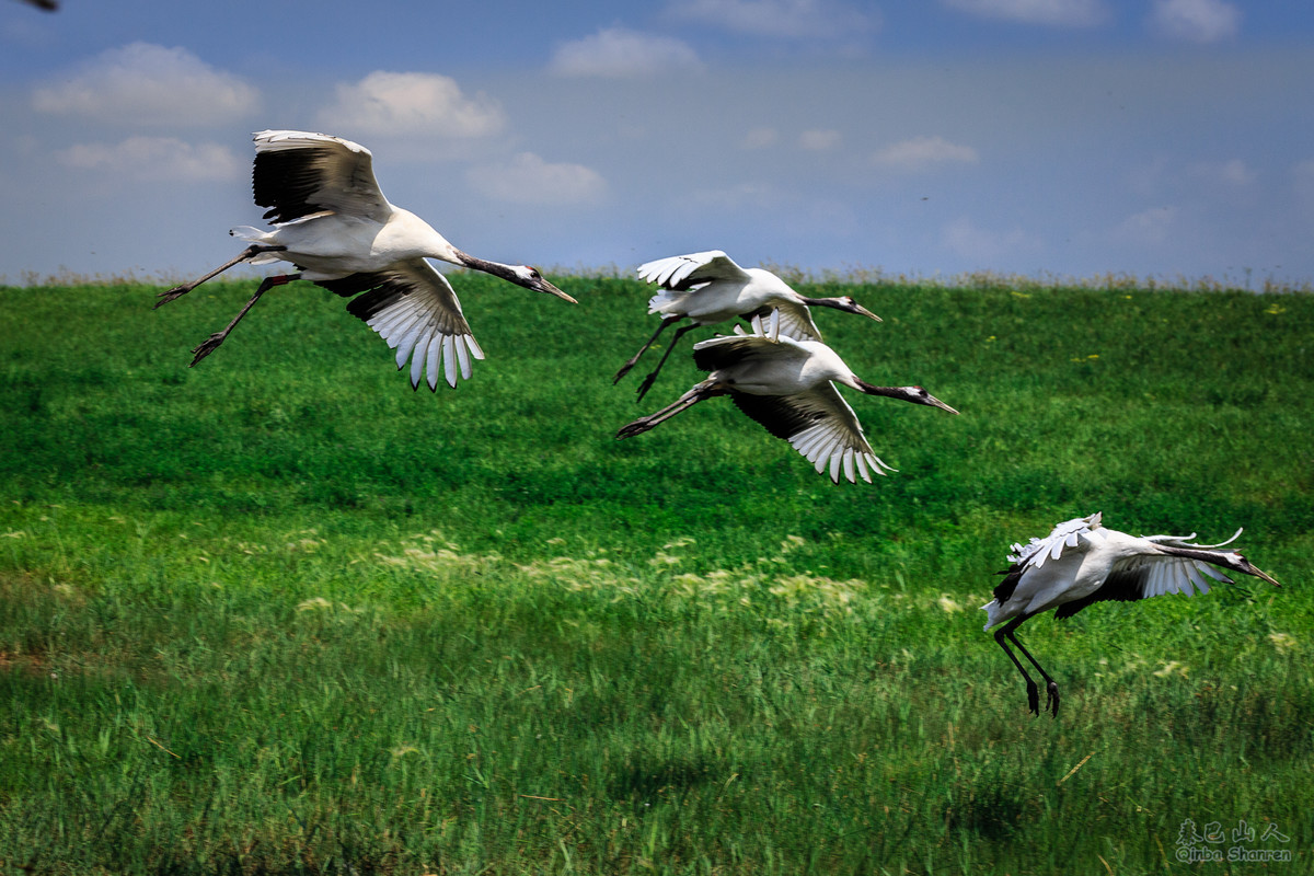 鹤舞青天——丹顶鹤