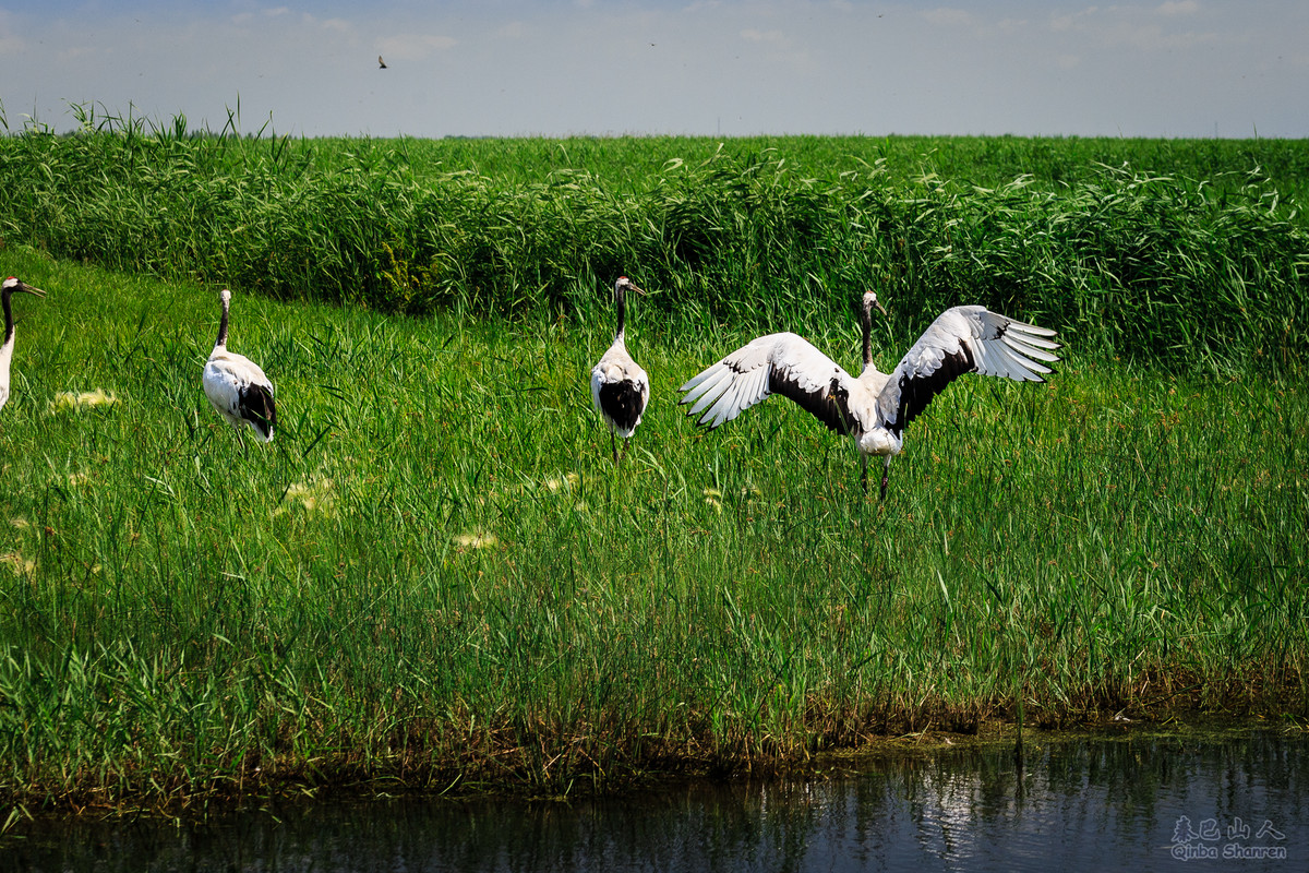 鹤舞青天——丹顶鹤