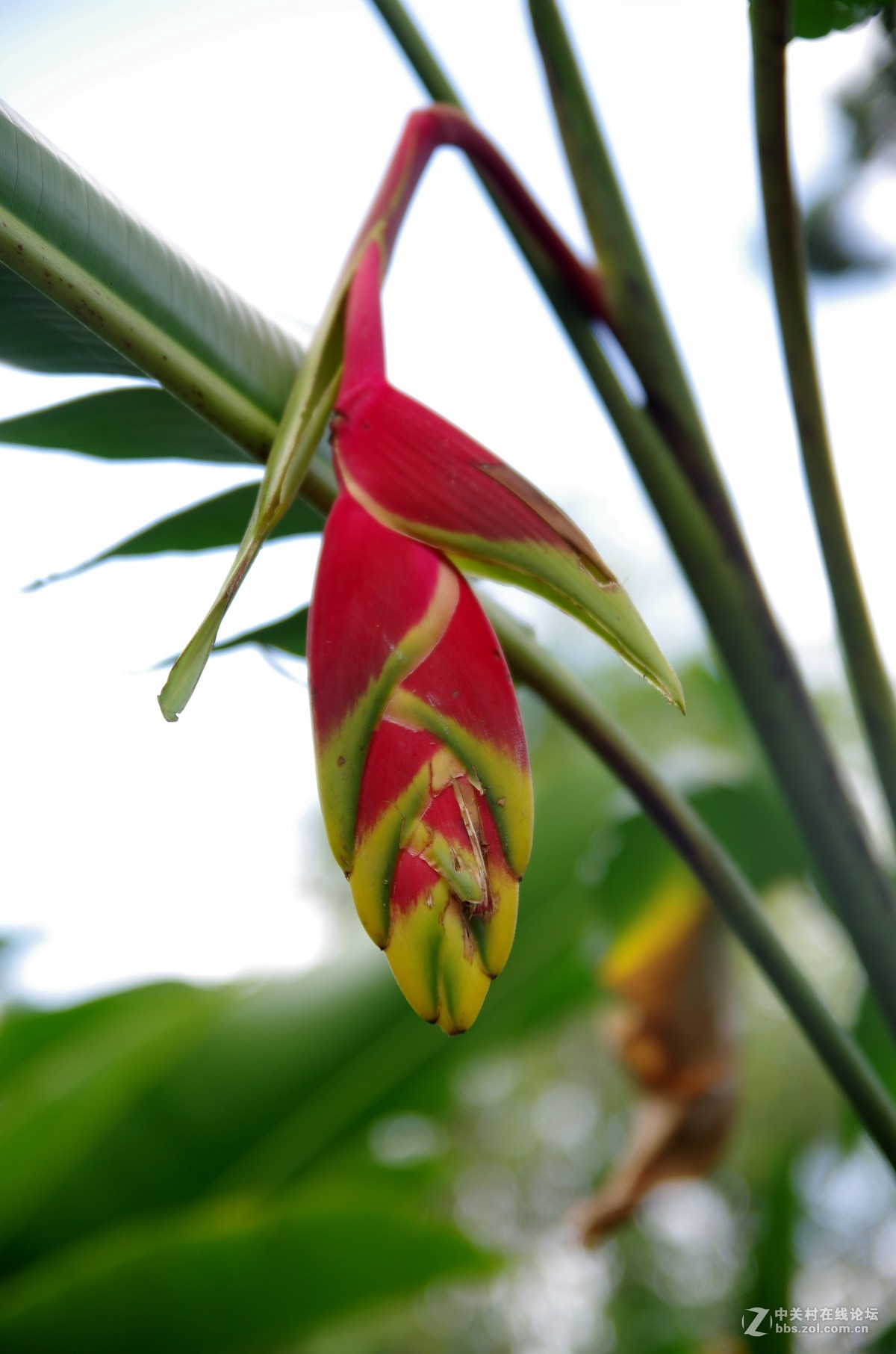 新加坡国花胡姬花