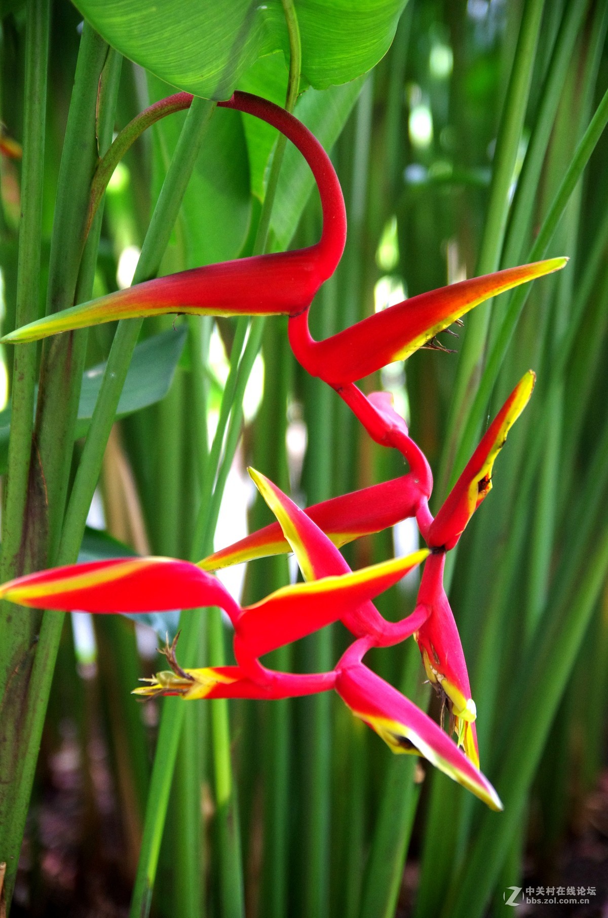 新加坡国花胡姬花