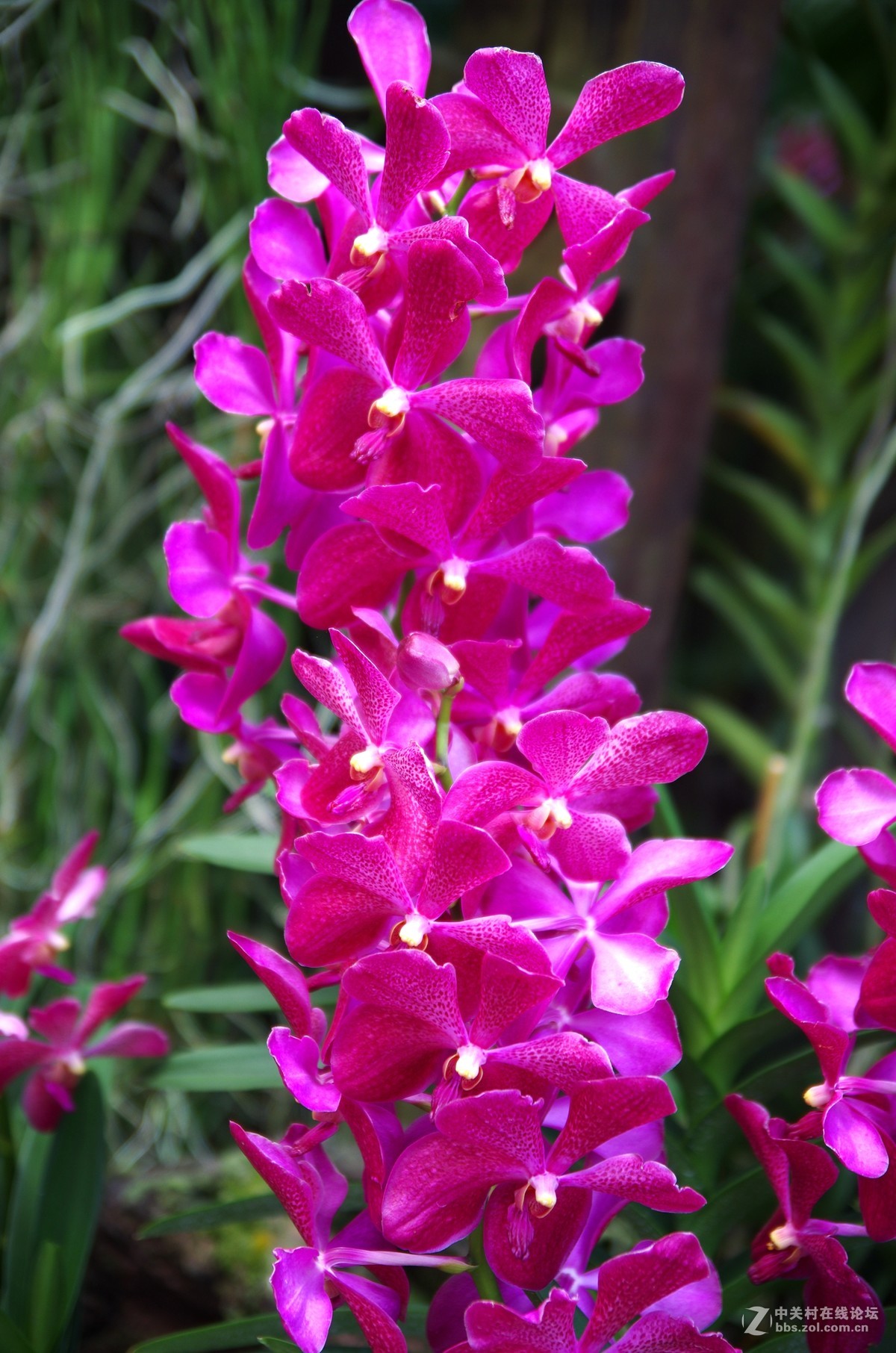 新加坡国花胡姬花