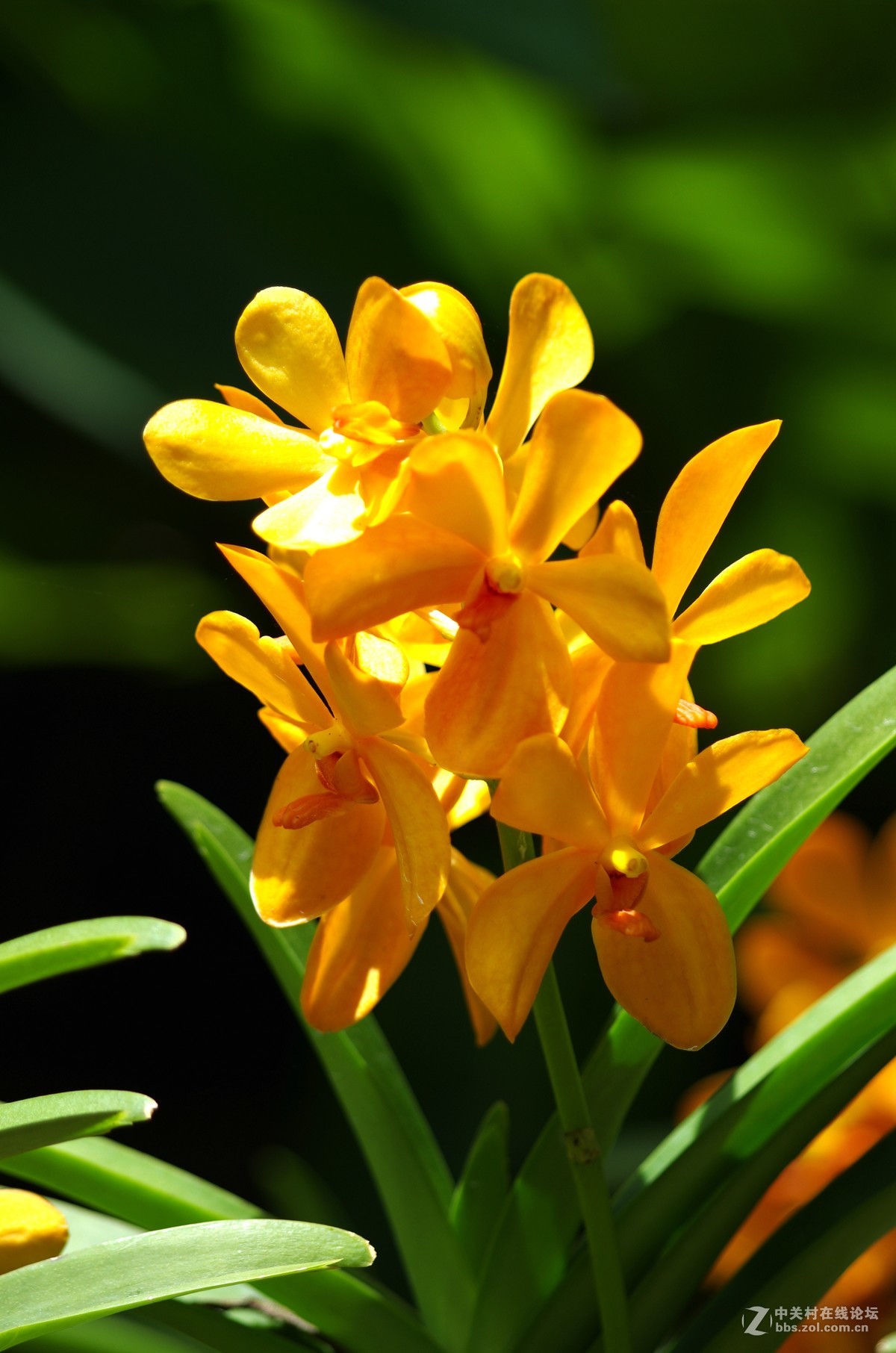 新加坡国花胡姬花