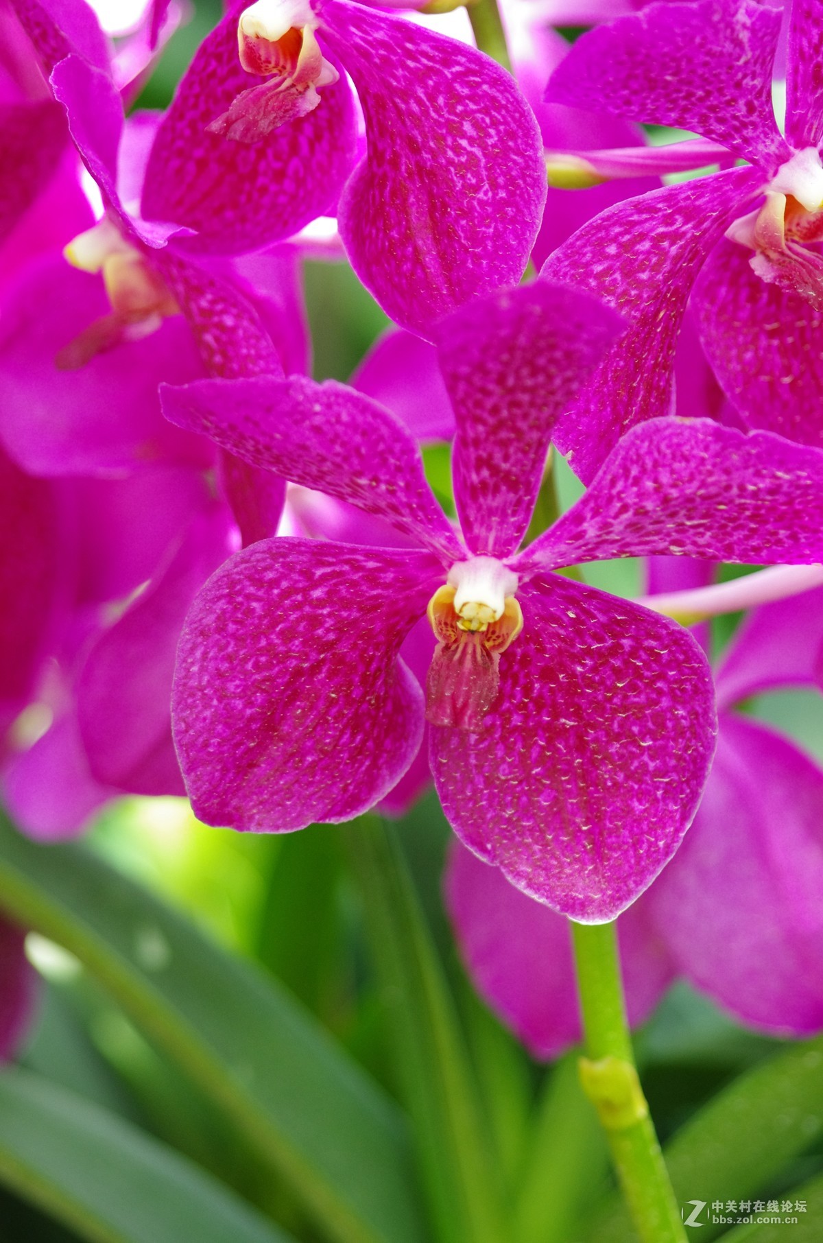 新加坡国花胡姬花