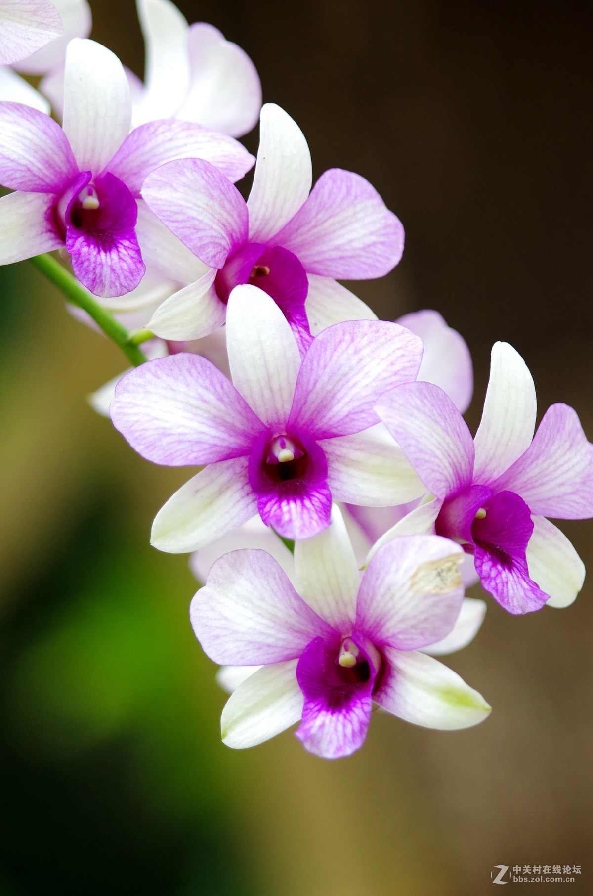 新加坡国花胡姬花