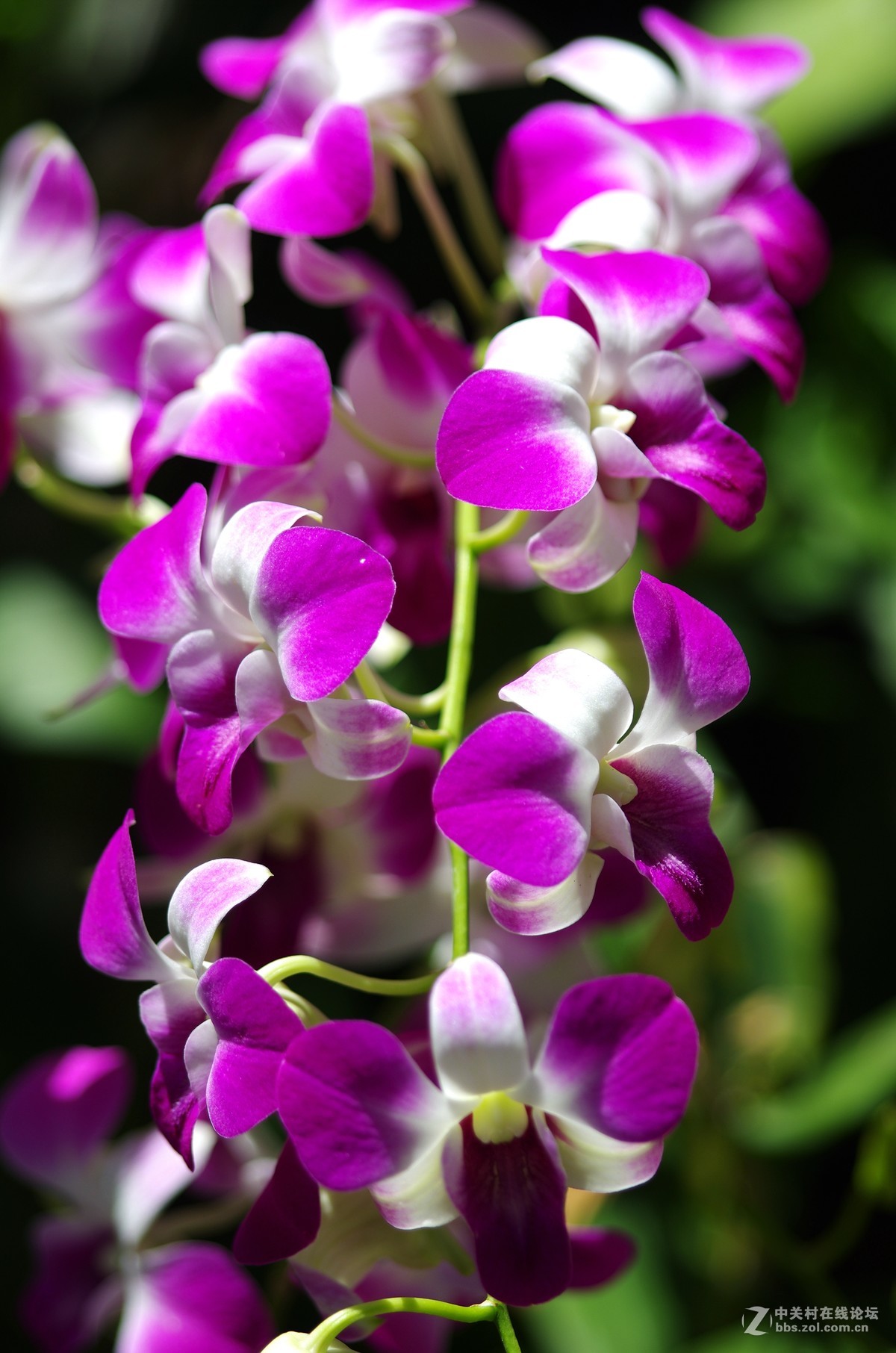 新加坡国花胡姬花