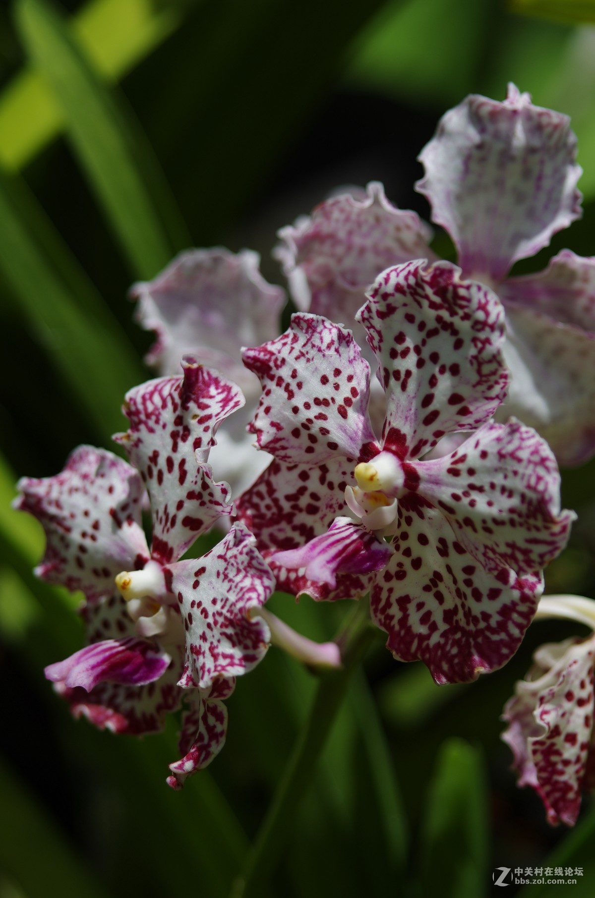 新加坡国花胡姬花