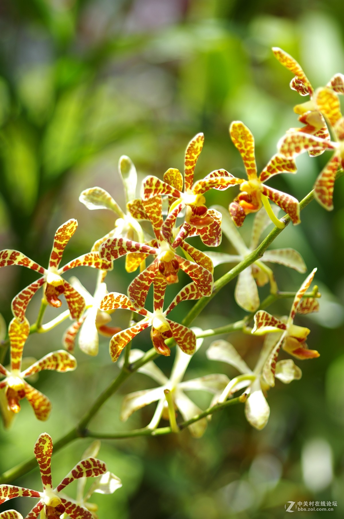 新加坡国花胡姬花