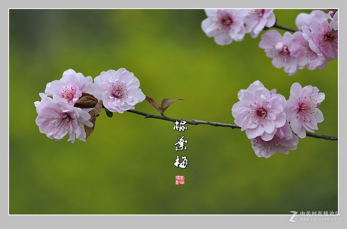 #ZOL月赛-三月风光无限好#榆叶梅（2）