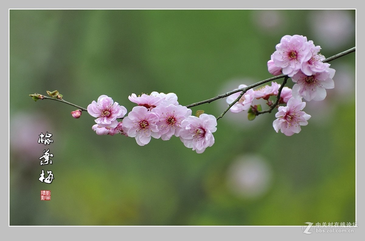 #ZOL月赛-三月风光无限好#榆叶梅（2）