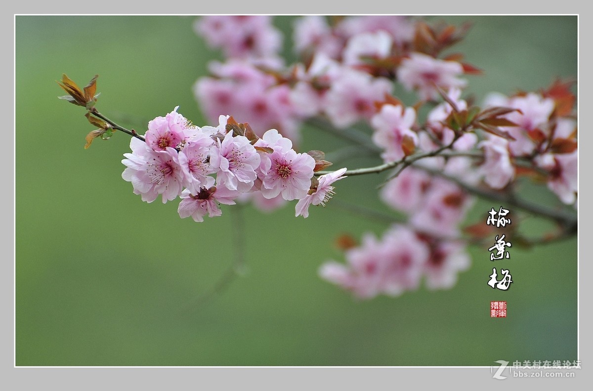 #ZOL月赛-三月风光无限好#榆叶梅（2）