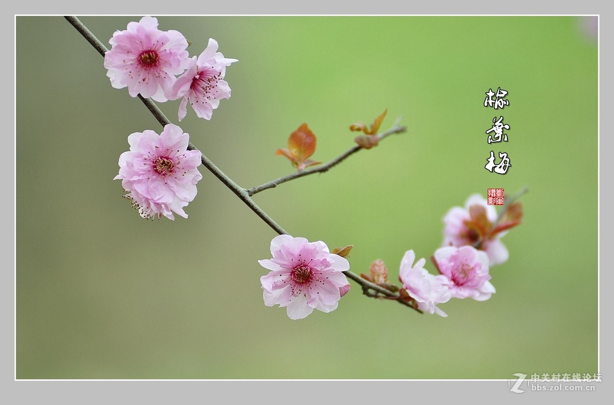 #ZOL月赛-三月风光无限好#榆叶梅（2）