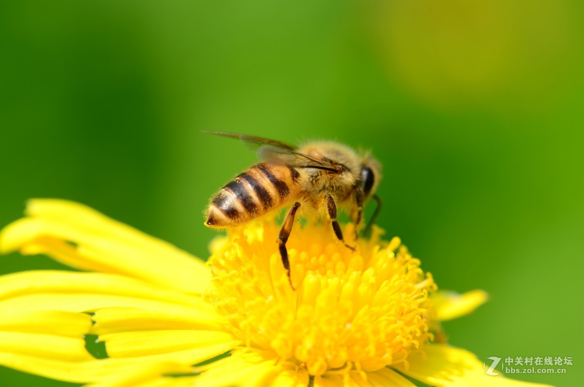 尼康70-300加近摄镜