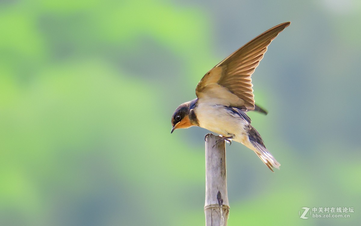 17年5月打鳥12雛燕學飛