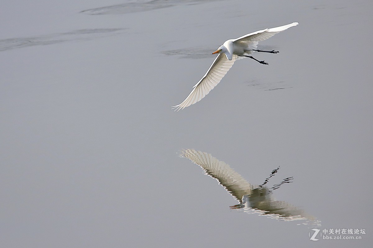 大连西山水库鹭舞2