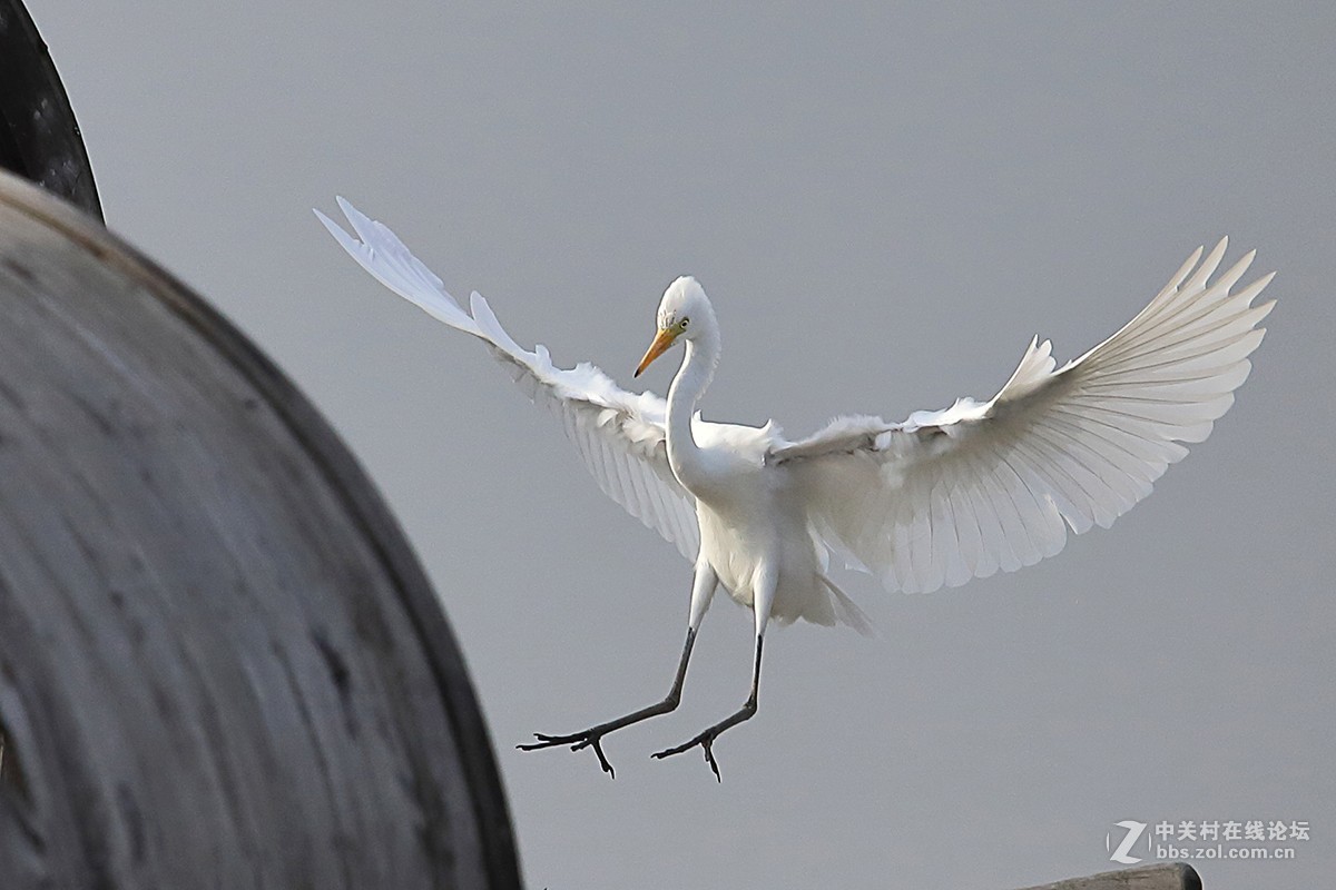 大连西山水库鹭舞2