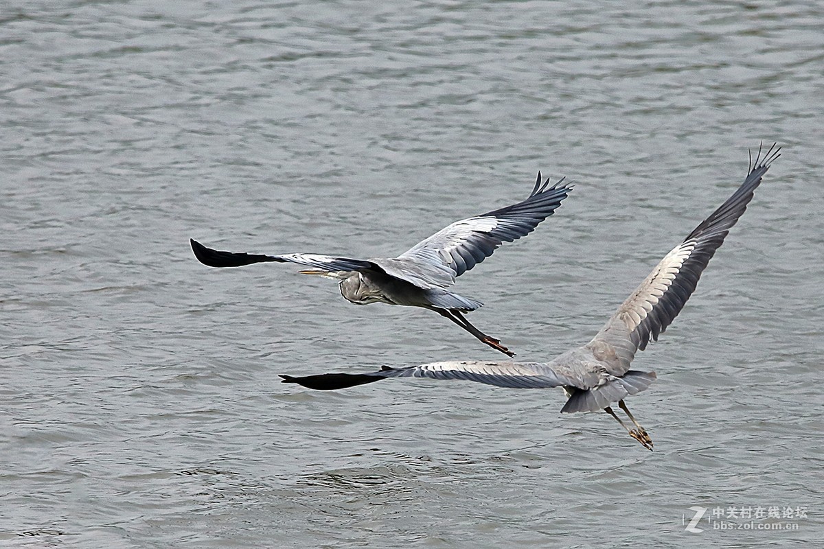 大连西山水库鹭舞2