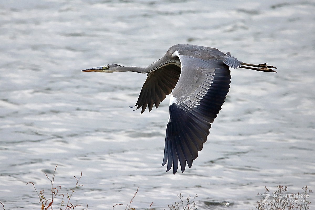大连西山水库鹭舞2