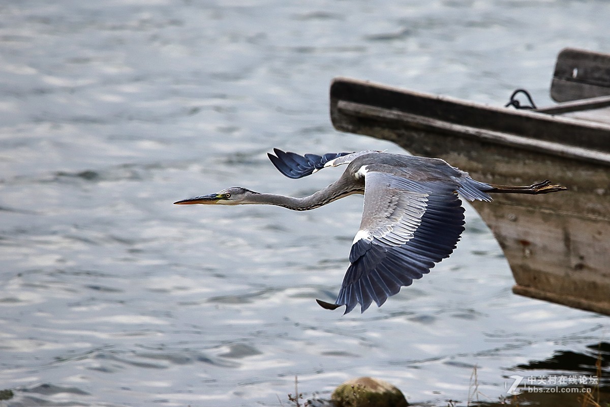 大连西山水库鹭舞2