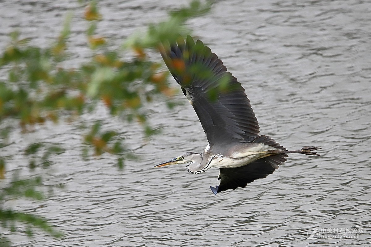 大连西山水库鹭舞2
