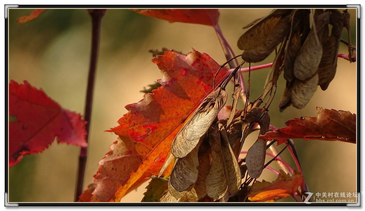 金秋枫叶与 红宝石